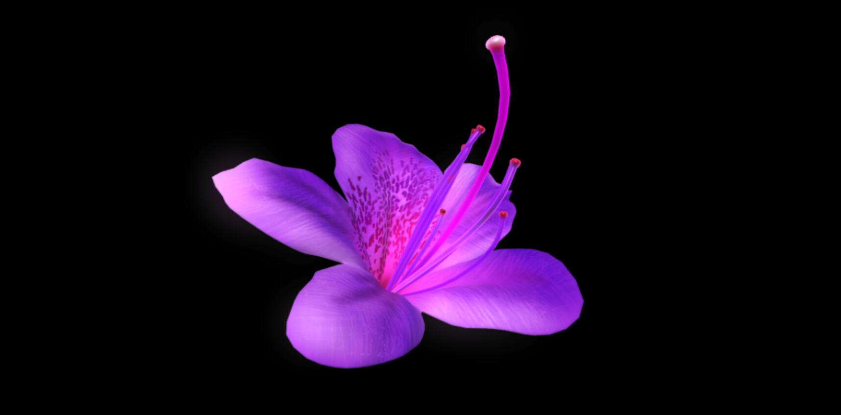 杜鹃花4