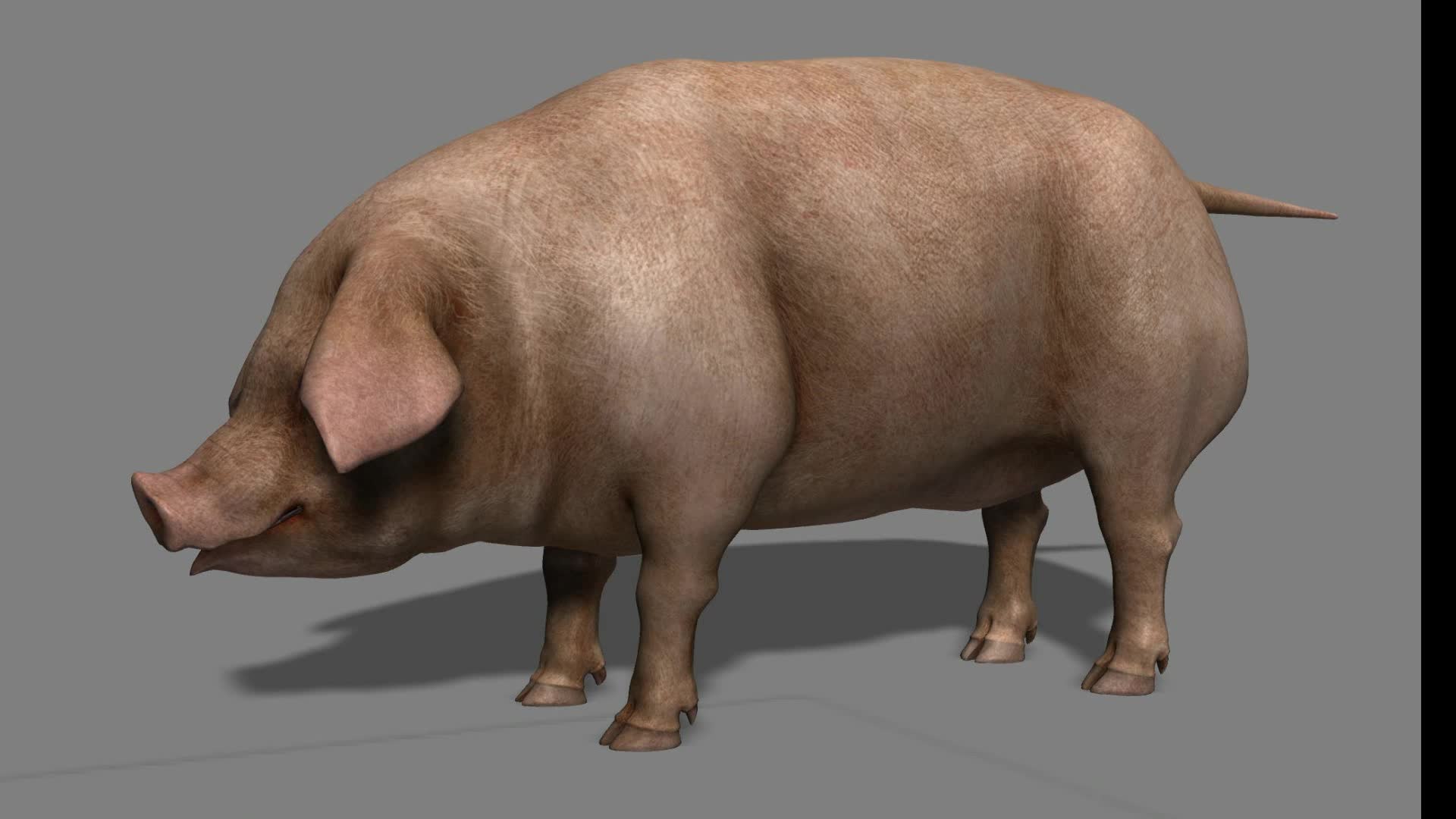 猪 三维模型三维动画 maya动画