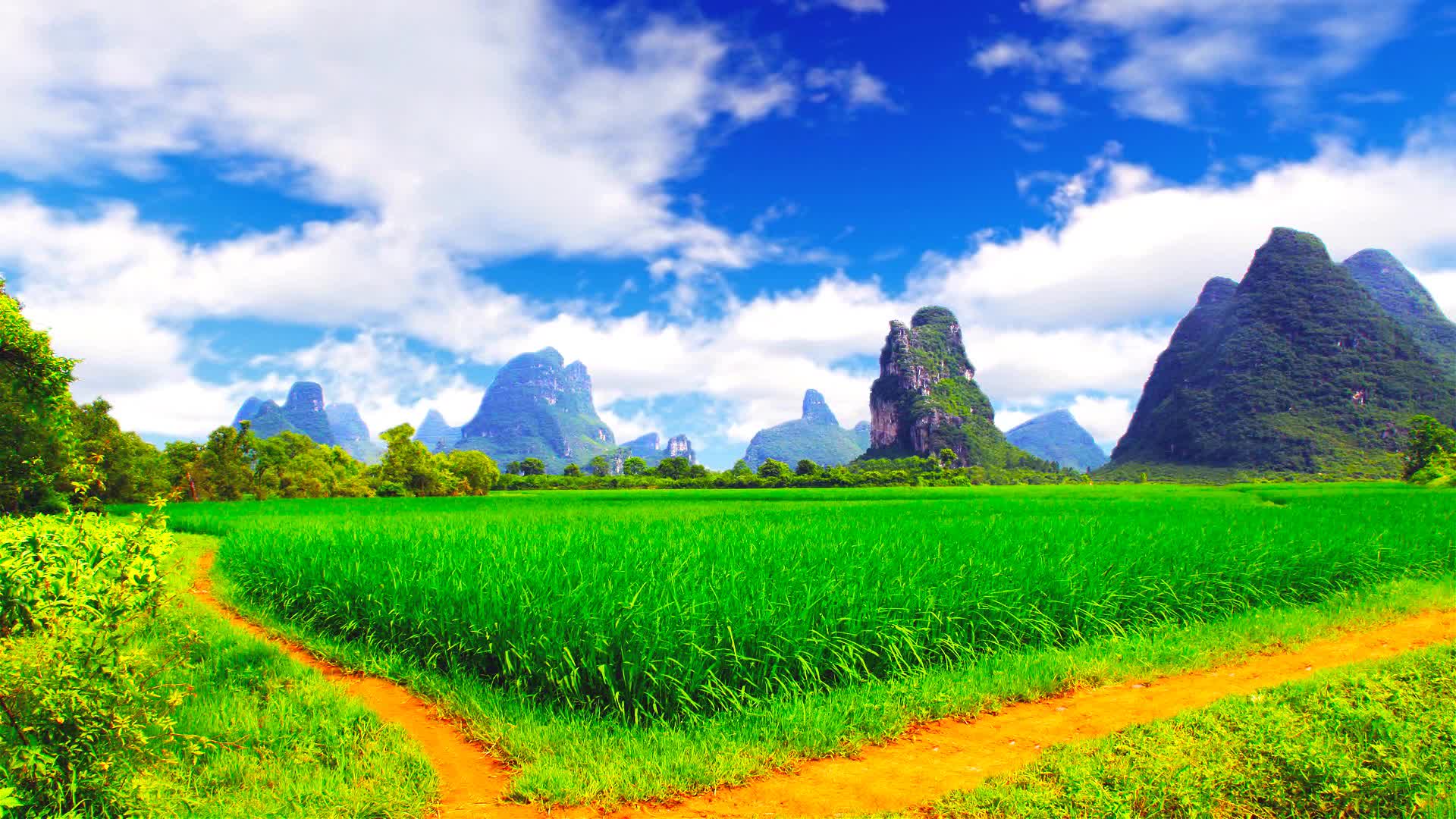 水稻田野土路小径白天场景