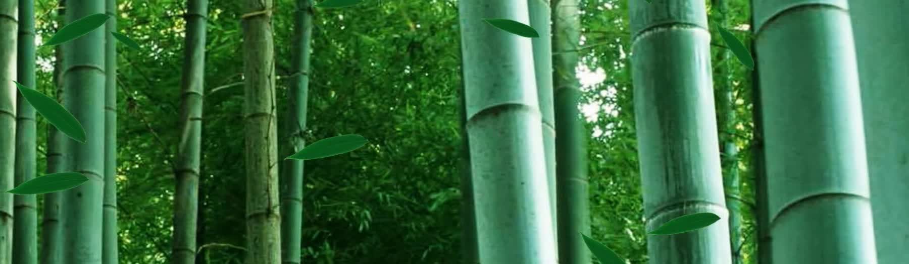 竹林