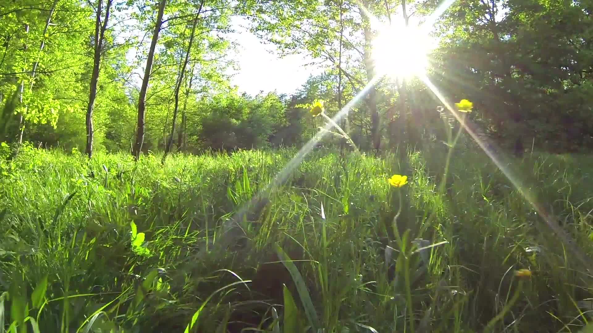阳光下的森林空地