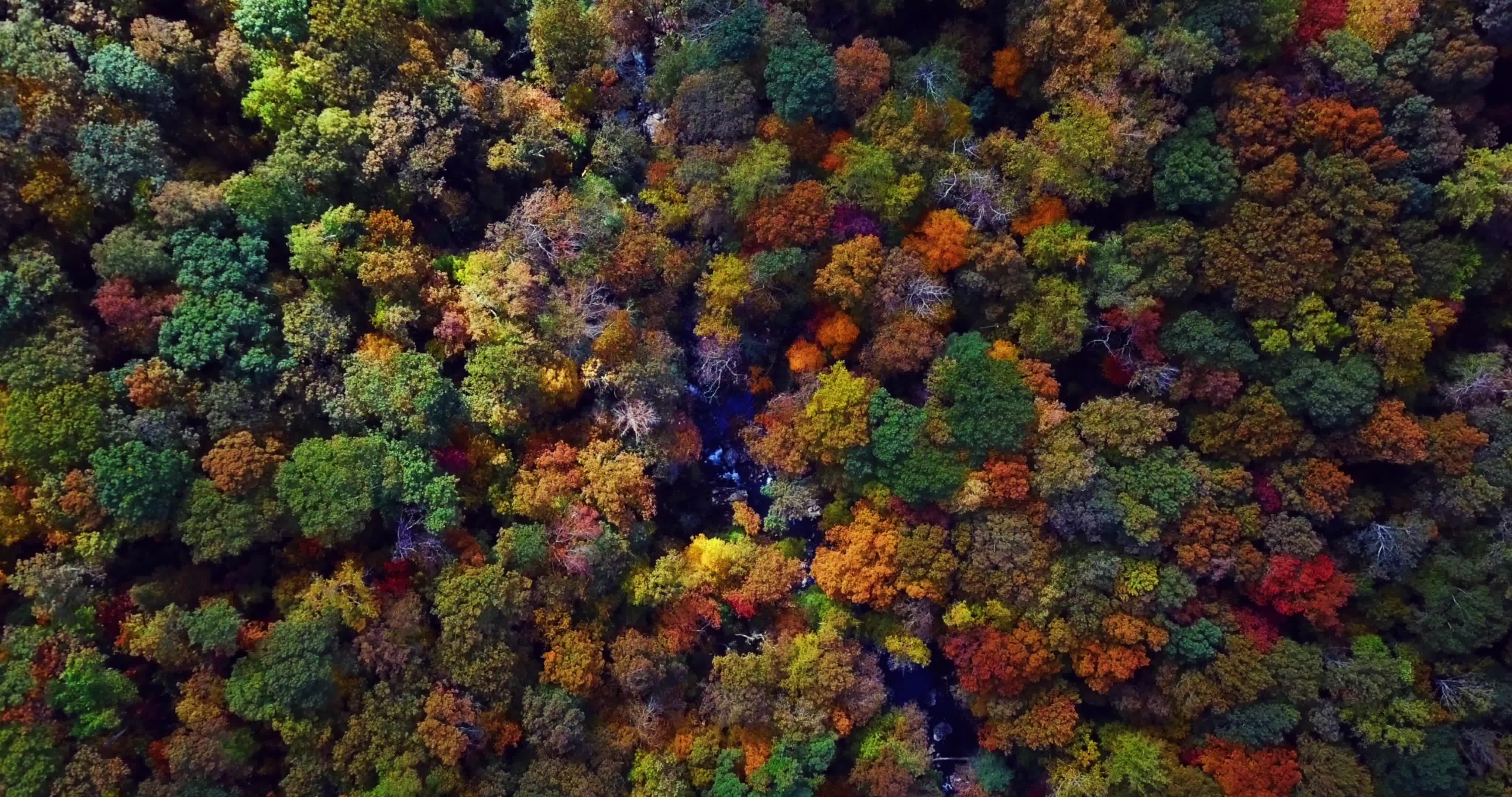 秋天彩色森林